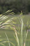 Field brome